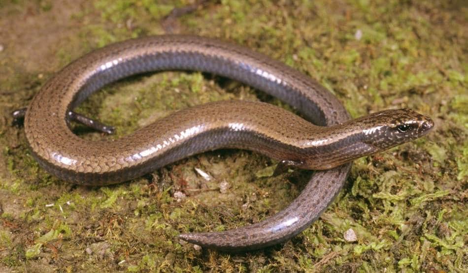 बड़ी खोज: एक साथ अंडे ही नहीं बच्चे भी दे सकती है यह छिपकली