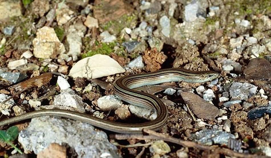 बड़ी खोज: एक साथ अंडे ही नहीं बच्चे भी दे सकती है यह छिपकली