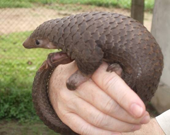 एक नहीं तीन किस्म का है कोरोना वायरस, जानें कौन सा है सबसे जानलेवा