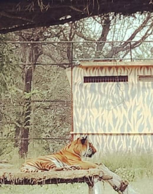 रीवा में कोरोना से हुई शेरनी की मौत? जांच के लिए भेजे गए सैंपल