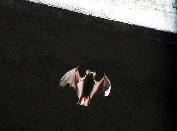 दावाः चमगादड़ ने कोरोना दिया, चमगादड़ ही बचाएगा इंसानों को!