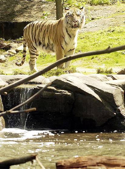 चिड़ियाघर में भी पहुंचा कोरोना, न्यूयॉर्क में बाघिन मिली पॉजिटिव