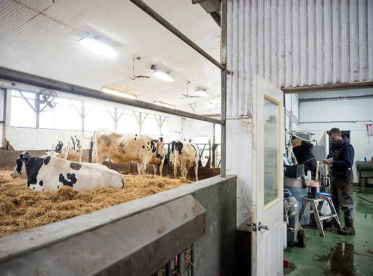 कोरोना का खौफ...कनाडा में क्यों बहाना पड़ गया 50 लाख लीटर दूध