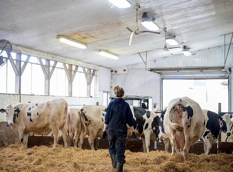 कोरोना का खौफ...कनाडा में क्यों बहाना पड़ गया 50 लाख लीटर दूध