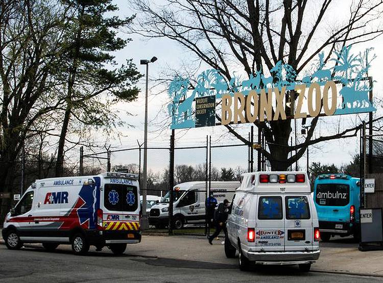 चिड़ियाघर में भी पहुंचा कोरोना, न्यूयॉर्क में बाघिन मिली पॉजिटिव