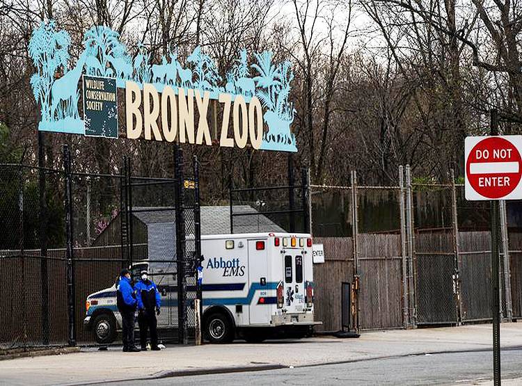 चिड़ियाघर में भी पहुंचा कोरोना, न्यूयॉर्क में बाघिन मिली पॉजिटिव