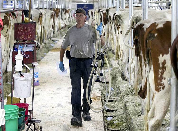 कोरोना का खौफ...कनाडा में क्यों बहाना पड़ गया 50 लाख लीटर दूध