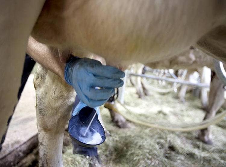 कोरोना का खौफ...कनाडा में क्यों बहाना पड़ गया 50 लाख लीटर दूध