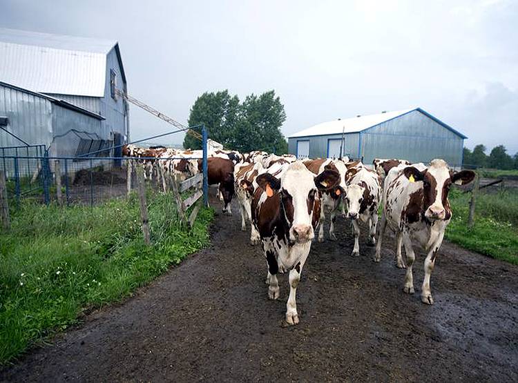 कोरोना का खौफ...कनाडा में क्यों बहाना पड़ गया 50 लाख लीटर दूध