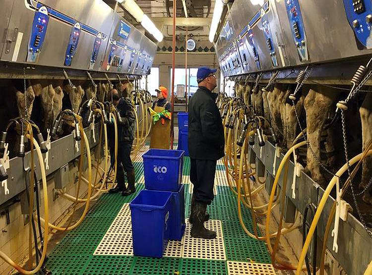 कोरोना का खौफ...कनाडा में क्यों बहाना पड़ गया 50 लाख लीटर दूध