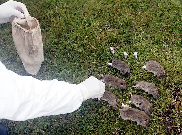 डॉक्टर ने कहा- चीन में फिर लौट आया है हंतावायरस पर घबराएं नहीं