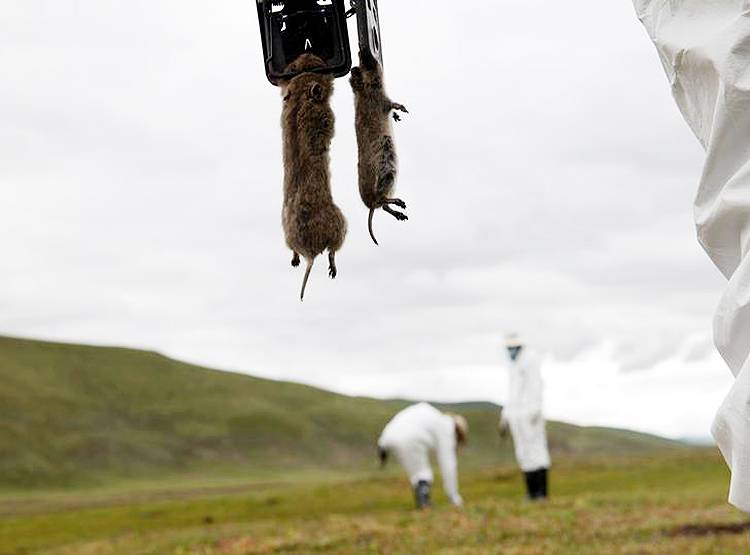 डॉक्टर ने कहा- चीन में फिर लौट आया है हंतावायरस पर घबराएं नहीं