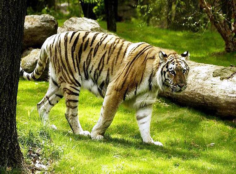 चिड़ियाघर में भी पहुंचा कोरोना, न्यूयॉर्क में बाघिन मिली पॉजिटिव