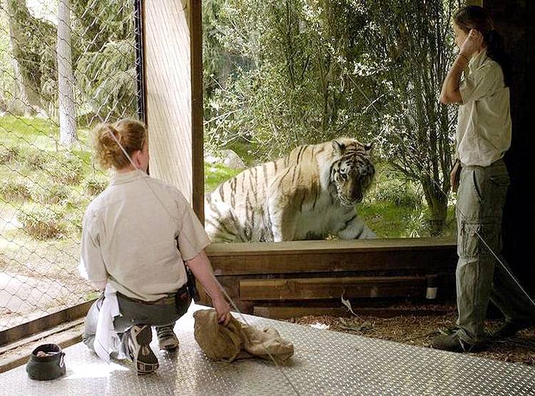 चिड़ियाघर में भी पहुंचा कोरोना, न्यूयॉर्क में बाघिन मिली पॉजिटिव