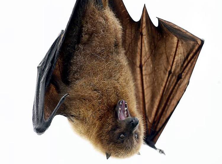 चीन की वो लैब जिसे ट्रंप बता रहे कोरोना की जड़, बोले-यहीं से लीक हुआ वायरस