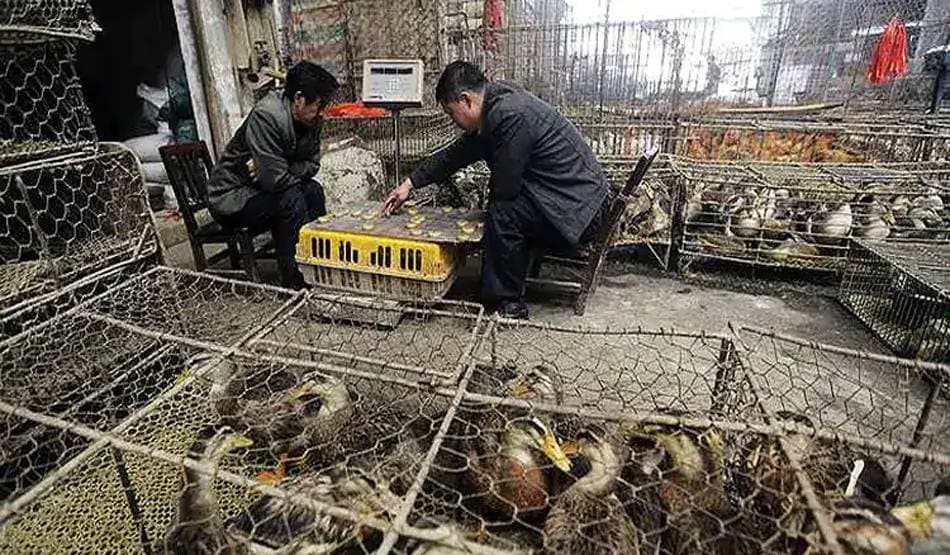 चीन हुआ सख्त, जंगली जानवर खाने पर देना पड़ेगा भारी जुर्माना