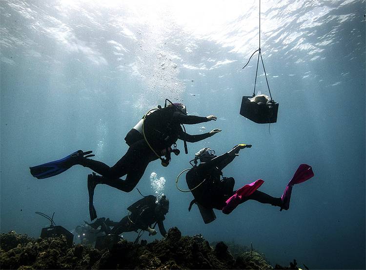 सिर्फ इंसान को नहीं सता रही बीमारी, समंदर के नीचे भी फैली है एक 'महामारी'