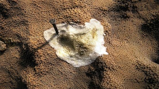 सिर्फ इंसान को नहीं सता रही बीमारी, समंदर के नीचे भी फैली है एक 'महामारी'