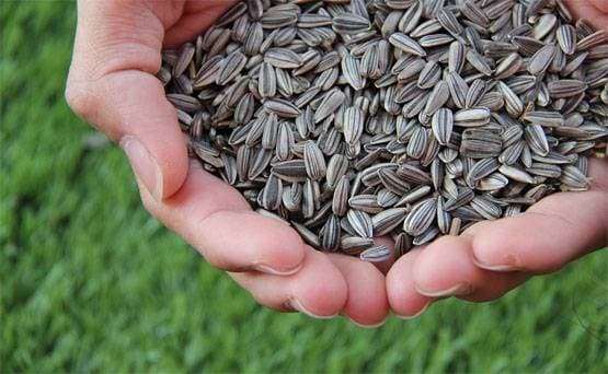 इम्यूनिटी बढ़ाएंगी ये 9 चीजें, कोरोना वायरस से लड़ने में मिलेगी मदद