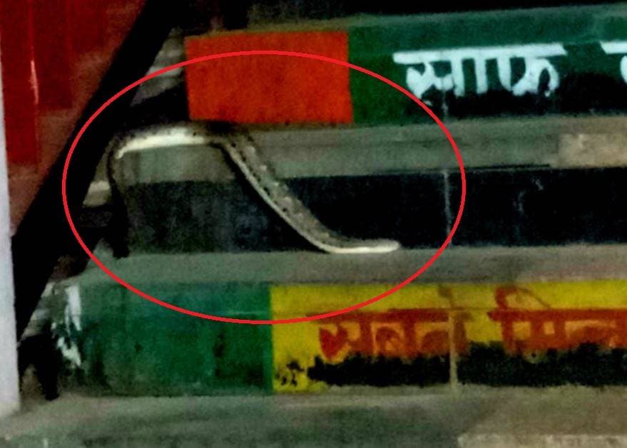 ट्रेनें बंद, स्टेशन सूना...प्लेटफार्म पर चला आया 6 फीट लंबा अजगर