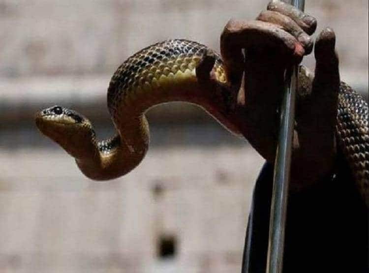 कोरोना की वजह से मशहूर स्नेक रेस्तरां बंद, परोसता था सांप का सूप