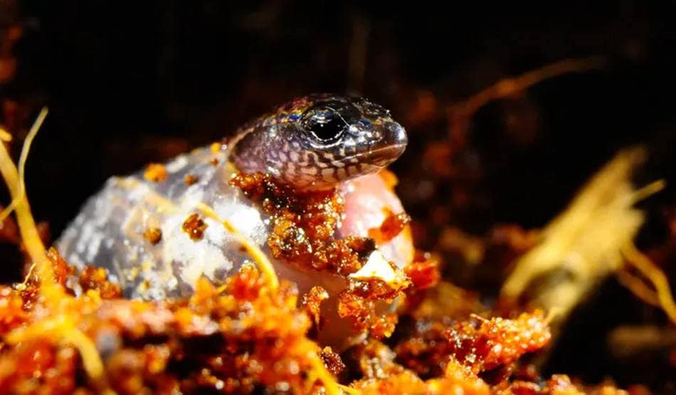 बड़ी खोज: एक साथ अंडे ही नहीं बच्चे भी दे सकती है यह छिपकली