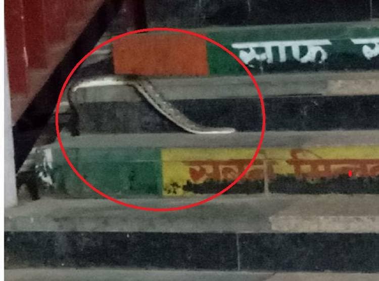 ट्रेनें बंद, स्टेशन सूना...प्लेटफार्म पर चला आया 6 फीट लंबा अजगर