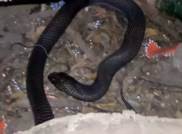 खतरनाक रसेल वाइपर को निगल गया कोबरा, रेस्क्यू किया तो जिंदा उगला
