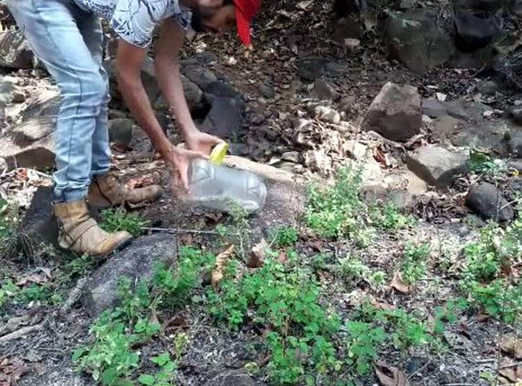 खतरनाक रसेल वाइपर को निगल गया कोबरा, रेस्क्यू किया तो जिंदा उगला