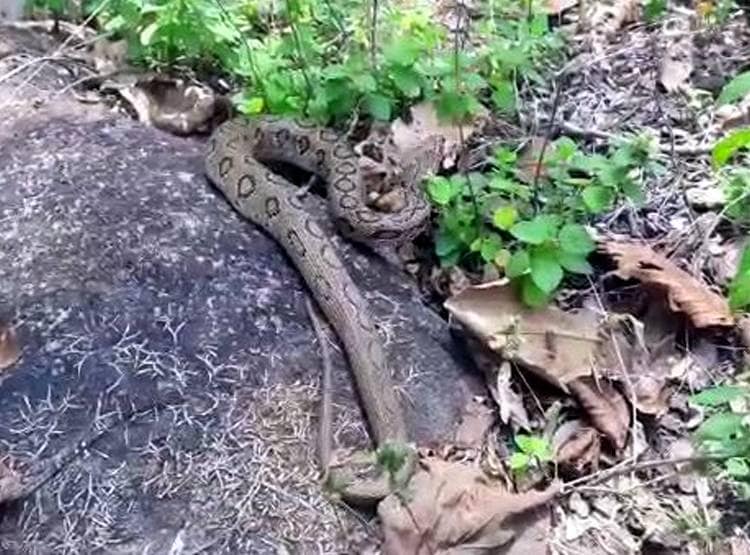 खतरनाक रसेल वाइपर को निगल गया कोबरा, रेस्क्यू किया तो जिंदा उगला