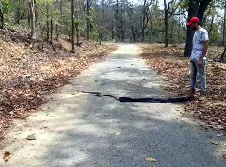 खतरनाक रसेल वाइपर को निगल गया कोबरा, रेस्क्यू किया तो जिंदा उगला