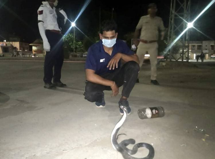 लॉकडाउन में लोग घरों में कैद, बिलों से निकलकर घूम रहे हैं सांप