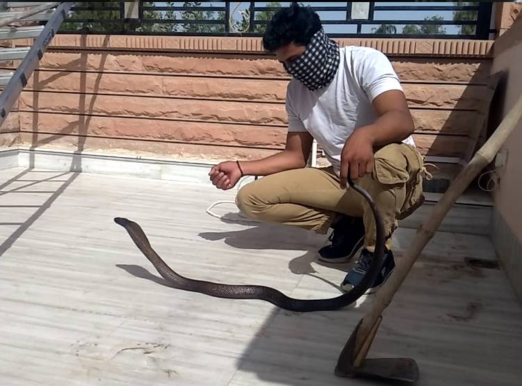 लॉकडाउन में लोग घरों में कैद, बिलों से निकलकर घूम रहे हैं सांप