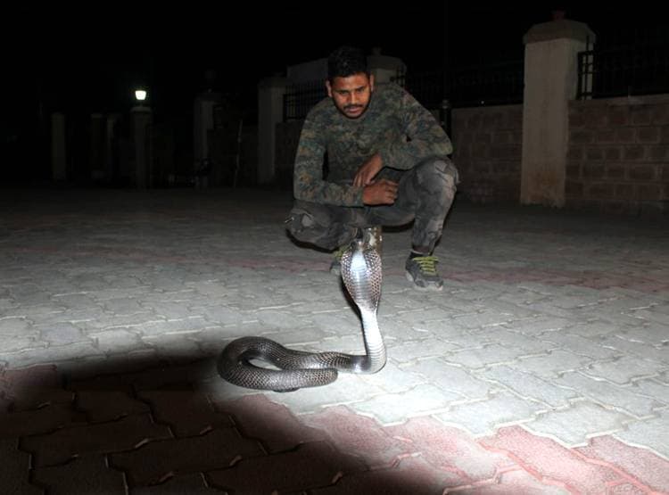 लॉकडाउन में लोग घरों में कैद, बिलों से निकलकर घूम रहे हैं सांप