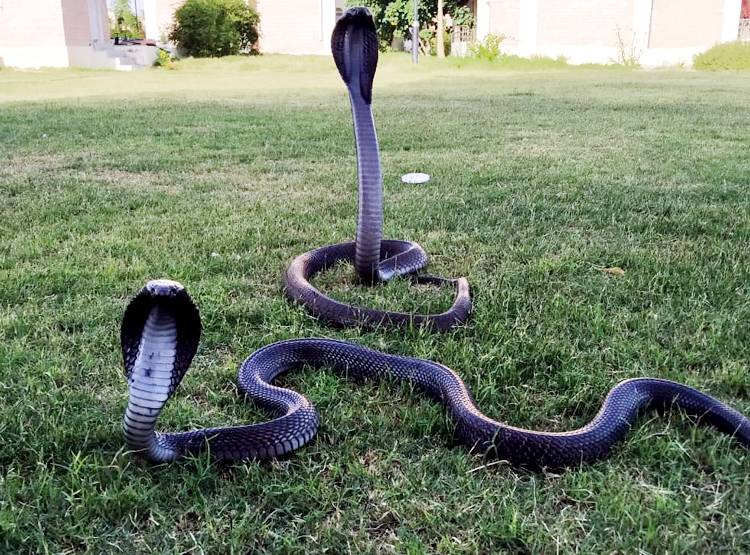 लॉकडाउन में लोग घरों में कैद, बिलों से निकलकर घूम रहे हैं सांप