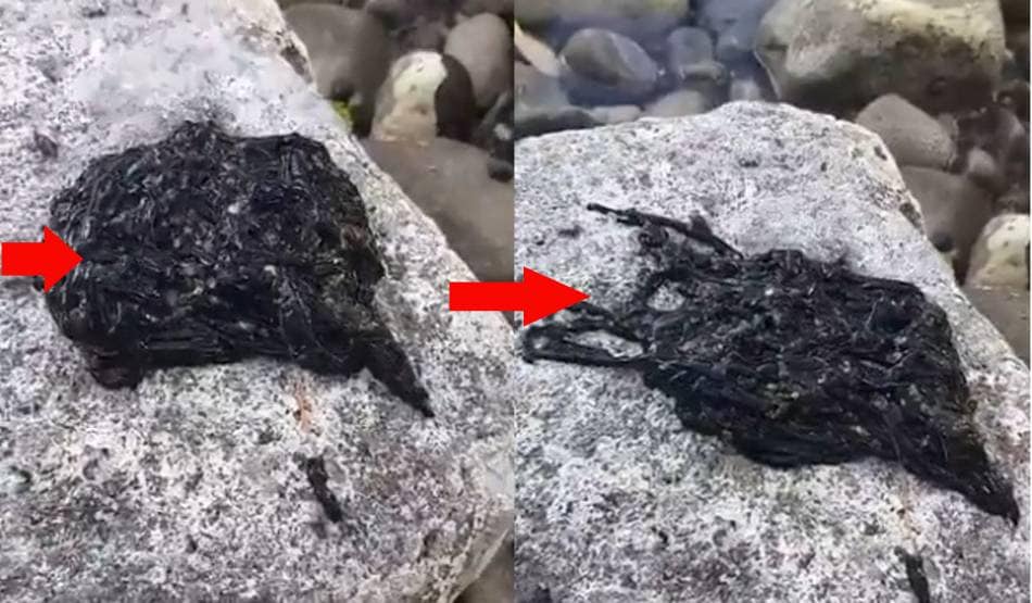 वायरल हो रहा इस रहस्यमय जीव का वीडियो, लोगों ने की एलियन से तुलना