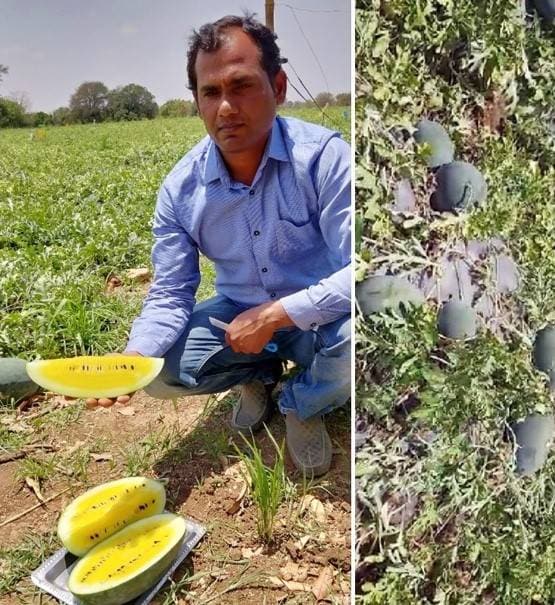 किसान ने उगाया पाइनएप्पल फ्लेवर का तरबूज, अंदर से लाल नहीं पीले रंग का