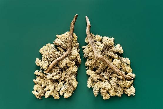 World Earth Day: कोरोना के असर में धरती, ऐसे मिल रहे इसके फायदे