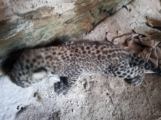 राजस्थान: मादा पैंथर ने तीन शावकों को दिया जन्म, देखें तस्वीरें