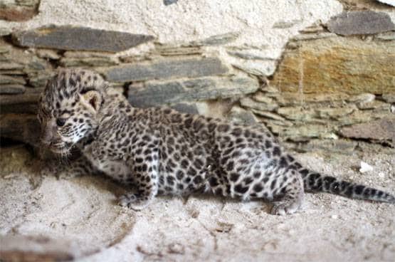 राजस्थान: मादा पैंथर ने तीन शावकों को दिया जन्म, देखें तस्वीरें