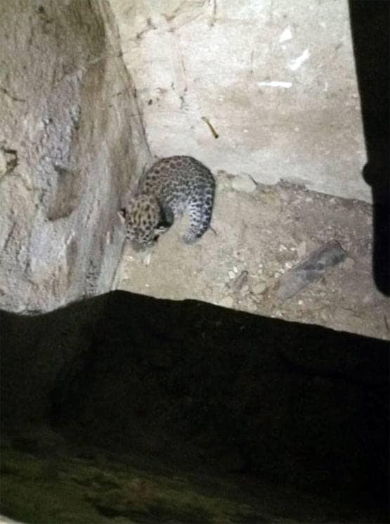 राजस्थान: मादा पैंथर ने तीन शावकों को दिया जन्म, देखें तस्वीरें