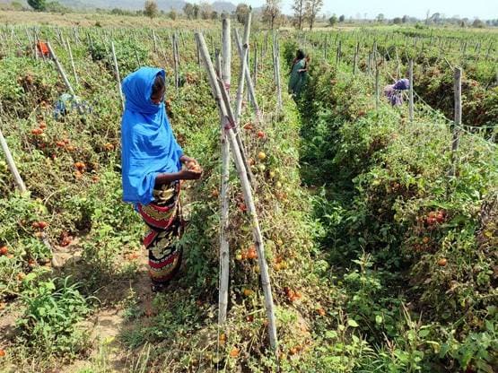 किसान फ्री में बांट रहे सब्जी, लॉकडाउन से बंद है सप्लाई