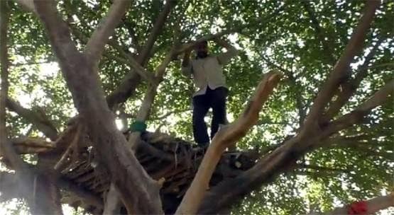 कोरोना के डर से पेड़ पर चढ़ा वकील, बोला- ये सोशल डिस्टेंसिंग का तरीका
