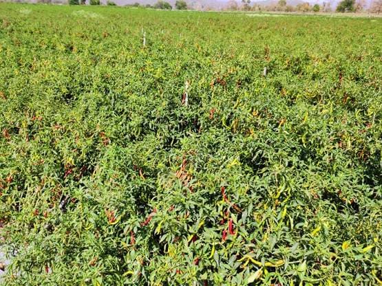 किसान फ्री में बांट रहे सब्जी, लॉकडाउन से बंद है सप्लाई