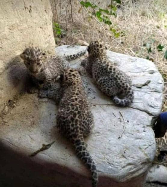 राजस्थान: मादा पैंथर ने तीन शावकों को दिया जन्म, देखें तस्वीरें
