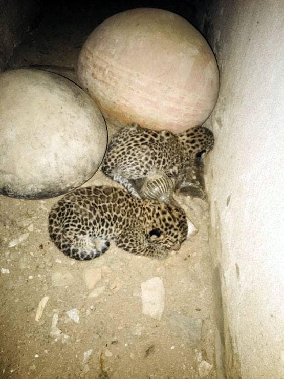 राजस्थान: मादा पैंथर ने तीन शावकों को दिया जन्म, देखें तस्वीरें