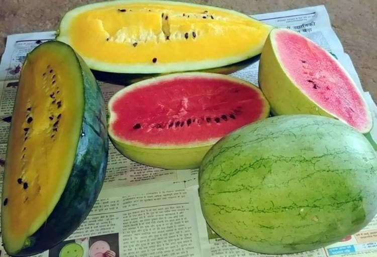 किसान ने उगाया पाइनएप्पल फ्लेवर का तरबूज, अंदर से लाल नहीं पीले रंग का