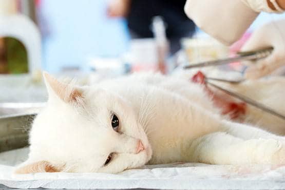 जानवर पालने वाले बरतें ऐहतियात, इस देश में बिल्ली को हुआ कोरोना