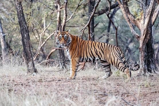 कोरोना से कैसे बच पाएंगे दुर्लभ बाघ-शेर? वाइल्डलाइफ विशेषज्ञ से जानें