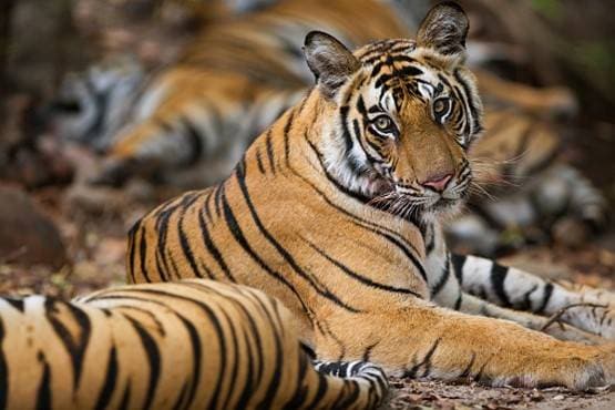 कोरोना से कैसे बच पाएंगे दुर्लभ बाघ-शेर? वाइल्डलाइफ विशेषज्ञ से जानें